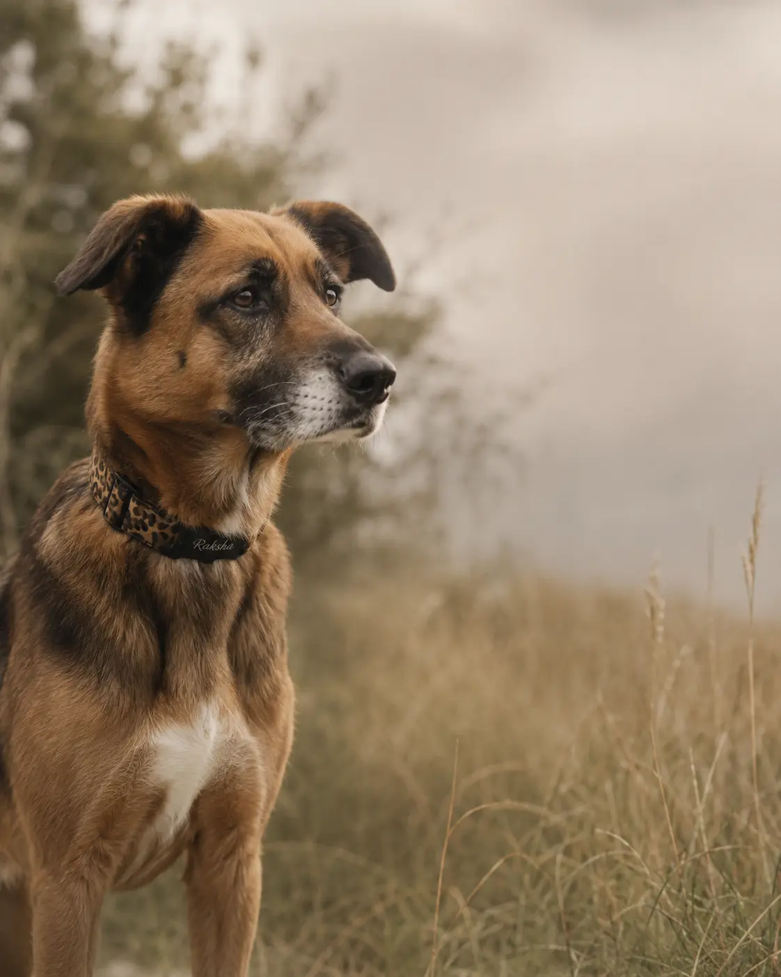 Aufmerksamer Hund im Profil